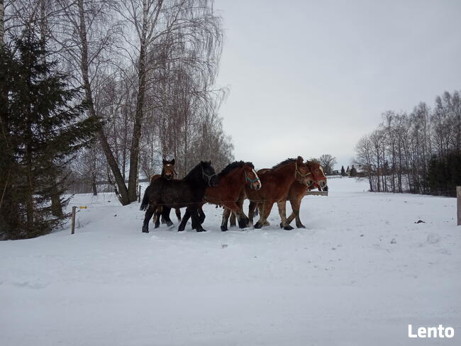 Mazurski dom wśród łąk. Pod Dębami. Wczasy, pokoje, agrotu