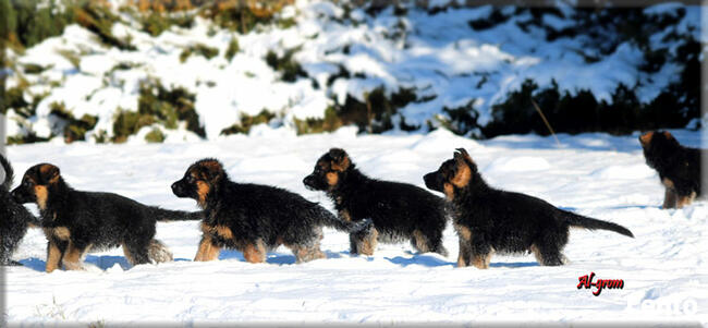 Owczarek Niemiecki szczenięta