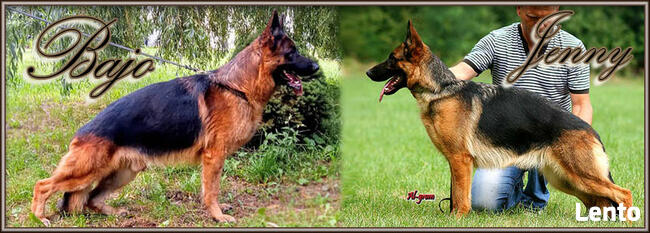 Owczarek Niemiecki szczenięta