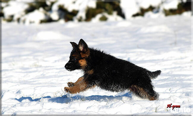 Owczarek Niemiecki szczenięta