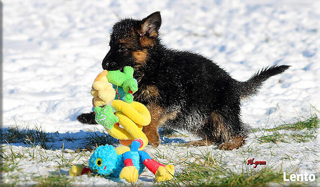 Owczarek Niemiecki szczenięta