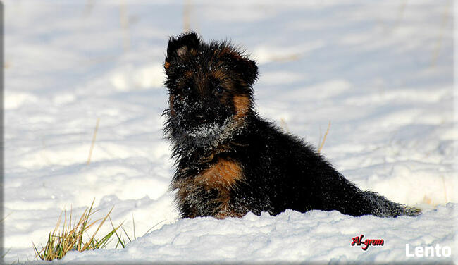Owczarek Niemiecki szczenięta