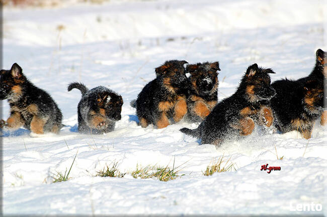 Owczarek Niemiecki szczenięta