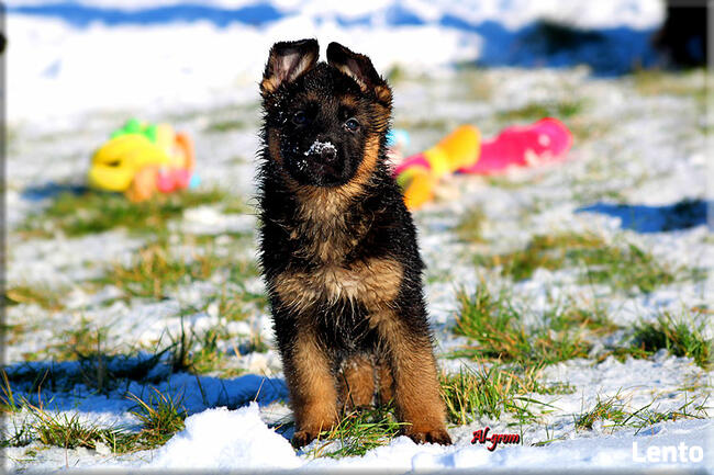 Owczarek Niemiecki szczenięta