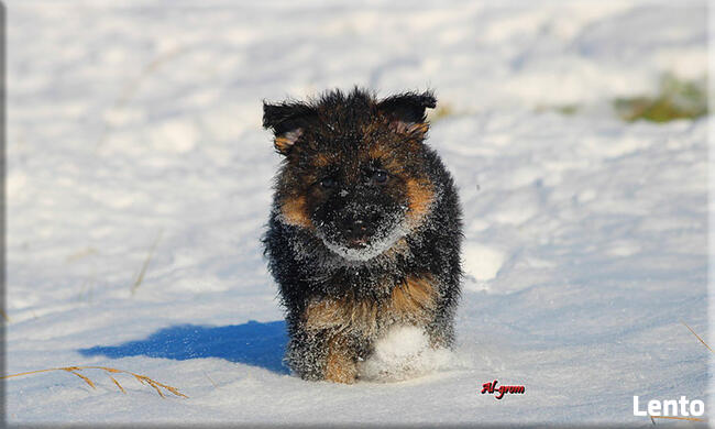 Owczarek Niemiecki szczenięta