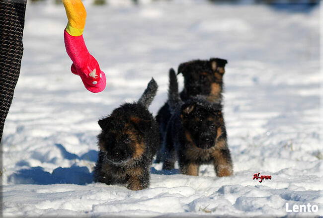 Owczarek Niemiecki szczenięta