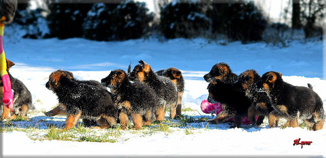 Owczarek Niemiecki szczenięta