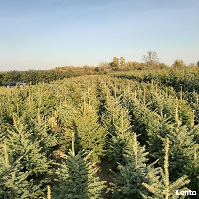 Świerki, jodły Choinki Świąteczne - SPRZEDAM!!!