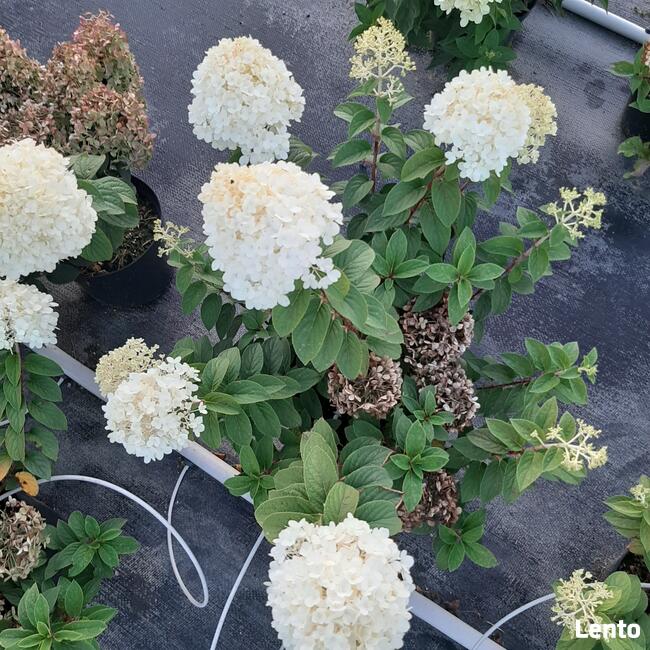 Hortensje Bukietowe Premium