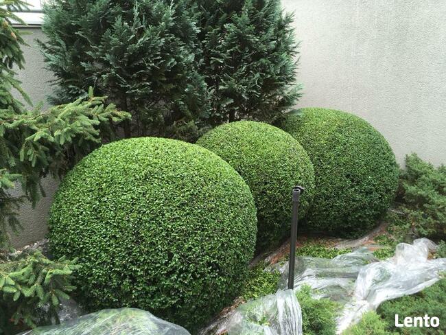 Praca w firmie ogrodniczej - ogrodnik