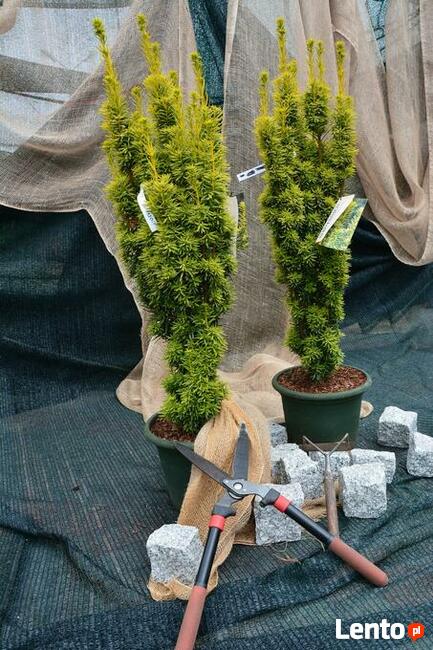 KOMPLEKSOWA PIELĘGNACJA, SPRZEDAŻ DRZEW I KRZEWÓW