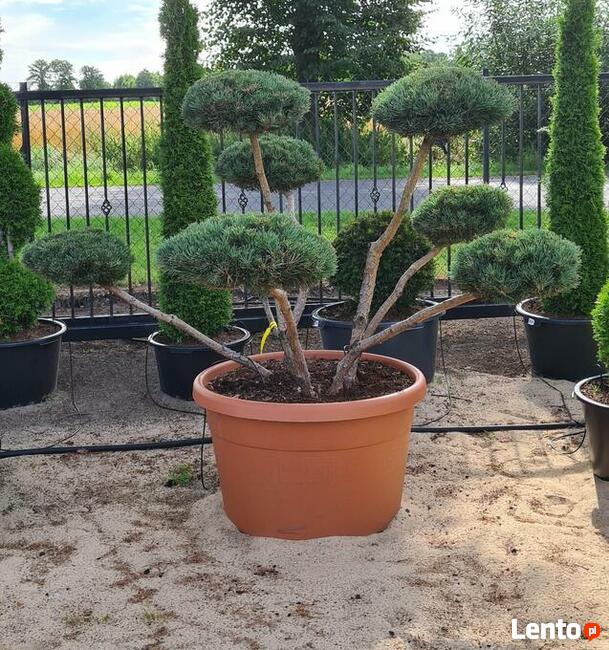 KOMPLEKSOWA PIELĘGNACJA, SPRZEDAŻ DRZEW I KRZEWÓW