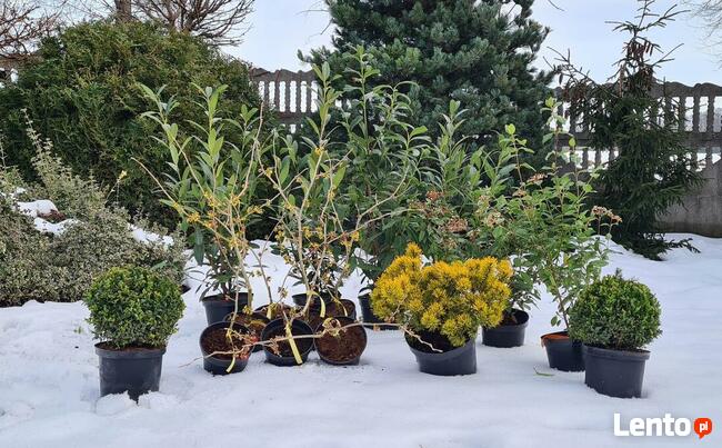 KOMPLEKSOWA PIELĘGNACJA, SPRZEDAŻ DRZEW I KRZEWÓW