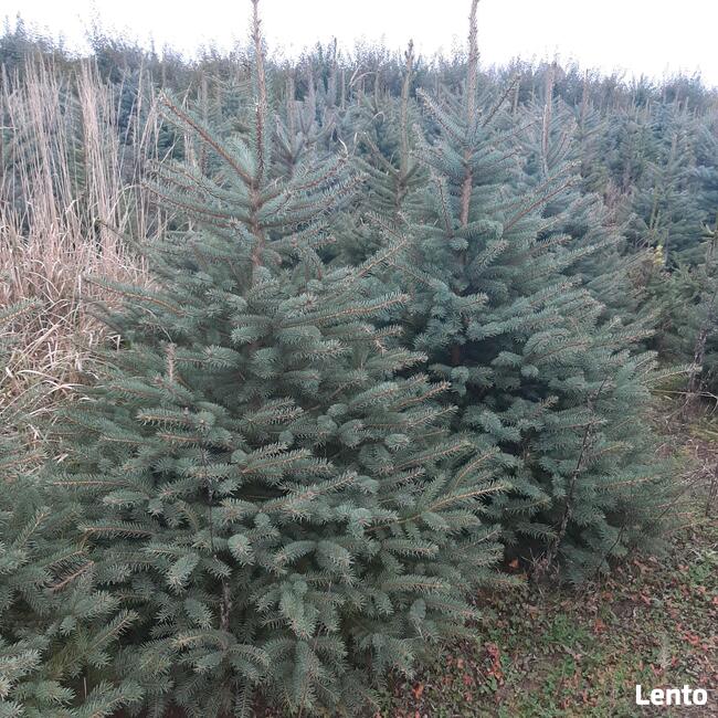 Świerki, jodły Choinki Świąteczne - SPRZEDAM!!!