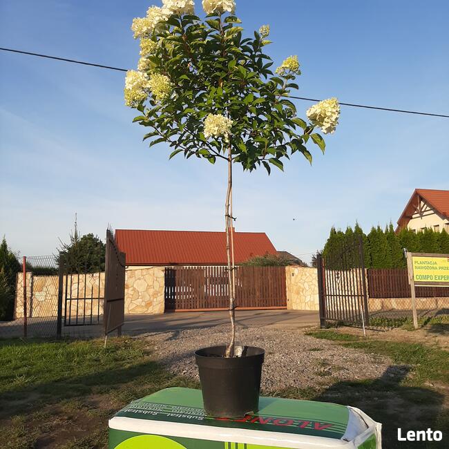 Hortensje Bukietowe Premium