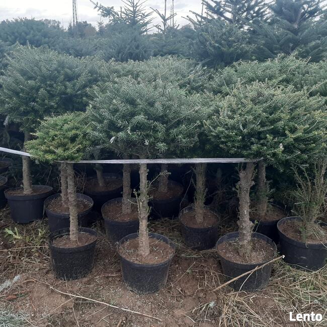 Świerki, jodły Choinki Świąteczne - SPRZEDAM!!!
