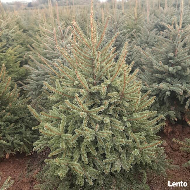 Świerki, jodły Choinki Świąteczne - SPRZEDAM!!!