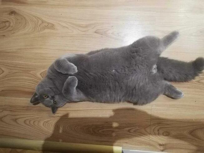 Kot Brytyjski Reproduktor Bielsko-Biała 500zł