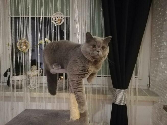 Kot Brytyjski Reproduktor Bielsko-Biała 500zł