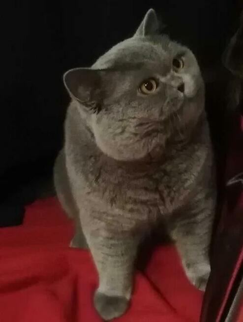 Kot Brytyjski Reproduktor Bielsko-Biała 500zł