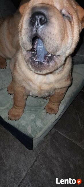 szczeniak shar pei