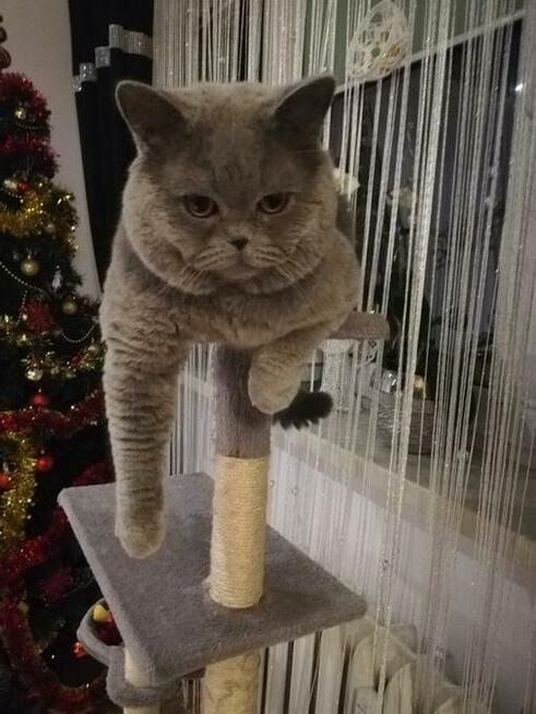 Kot Brytyjski Reproduktor Bielsko-Biała 500zł