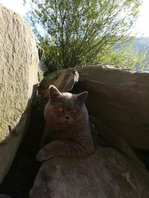 Kot Brytyjski Reproduktor Bielsko-Biała 500zł