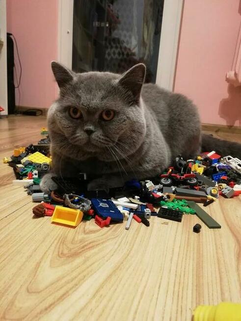 Kot Brytyjski Reproduktor Bielsko-Biała 500zł