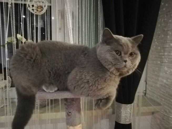 Kot Brytyjski Reproduktor Bielsko-Biała 500zł