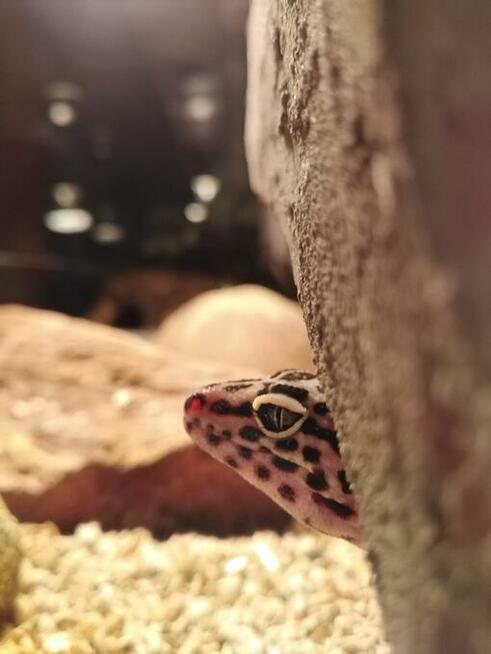 gekon lamparci + terrarium sprzedam