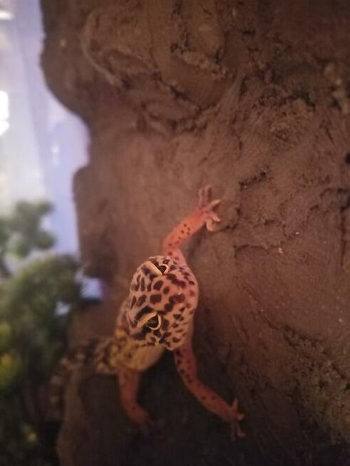 gekon lamparci + terrarium sprzedam