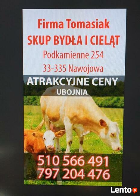SKUP bydła Rzeźnego cieląt Owiec