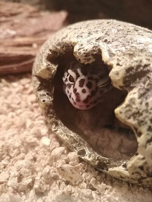 gekon lamparci + terrarium sprzedam