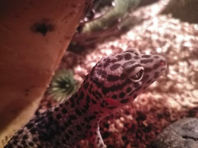 gekon lamparci + terrarium sprzedam