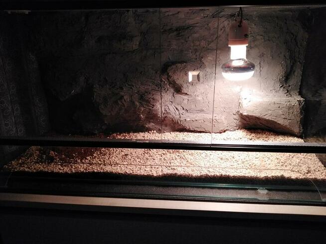 gekon lamparci + terrarium sprzedam