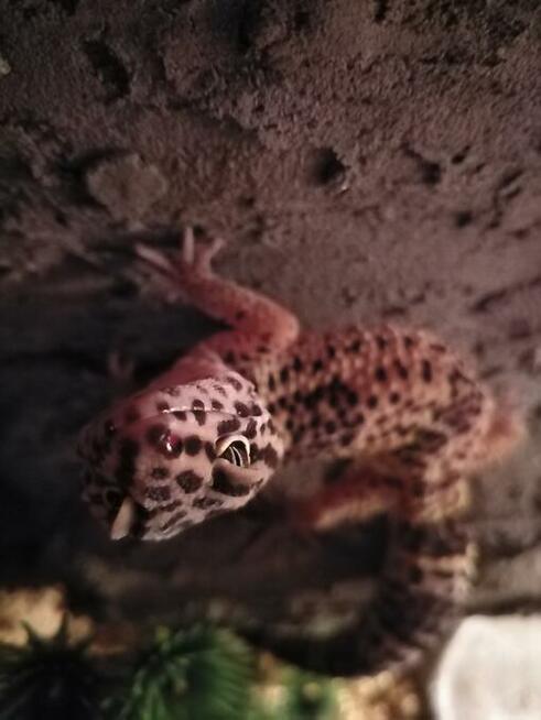 gekon lamparci + terrarium sprzedam
