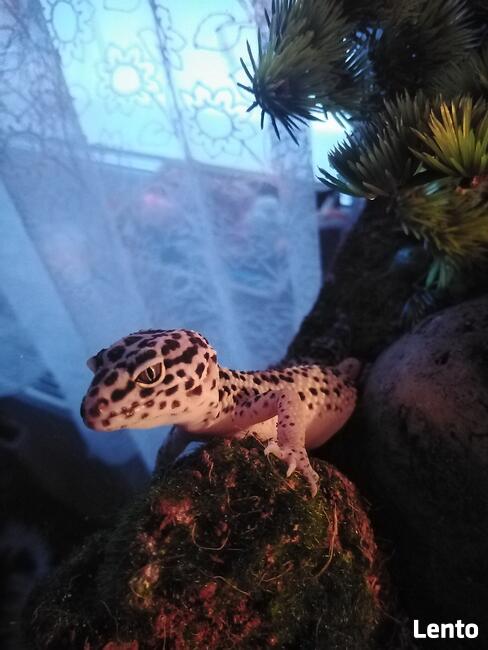 gekon lamparci + terrarium sprzedam