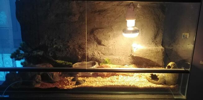 gekon lamparci + terrarium sprzedam