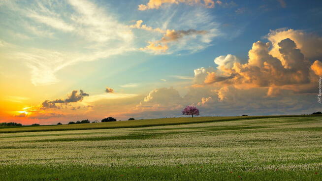 Amway home chemia bez chemii