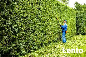 Wycinka wysokich drzew, usuwanie karp i przycinanie gałęzi.