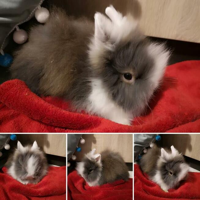 króliki króliczki karzełki teddy, miniaturki