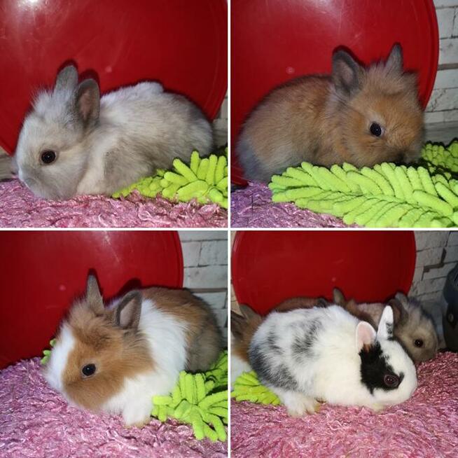 króliki króliczki karzełki gładkowłose ,miniaturki