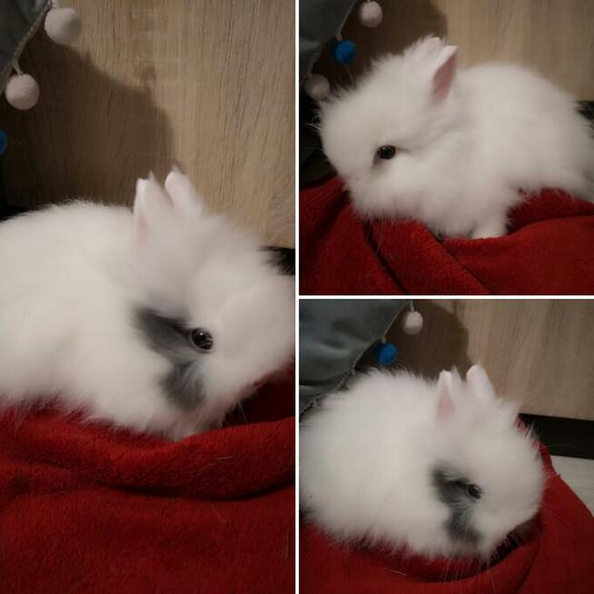 króliki króliczki karzełki teddy, miniaturki