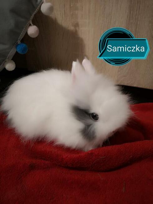 króliki króliczki karzełki teddy, miniaturki