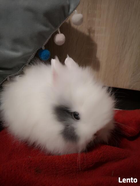 króliki króliczki karzełki teddy, miniaturki