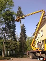 Wycinka wysokich drzew, usuwanie karp i przycinanie gałęzi.