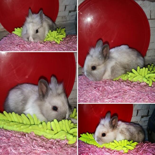 króliki króliczki karzełki gładkowłose ,miniaturki