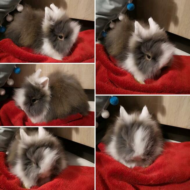 króliki króliczki karzełki teddy, miniaturki