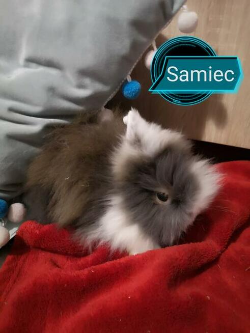 króliki króliczki karzełki teddy, miniaturki