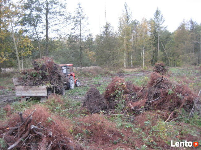 Wycinka, karczowanie korzeni, sprzątanie, koszenie, porządki
